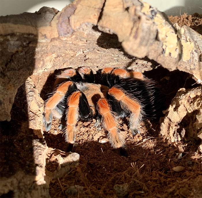 Princess Fiona basking in the sun and showing her beautiful colours