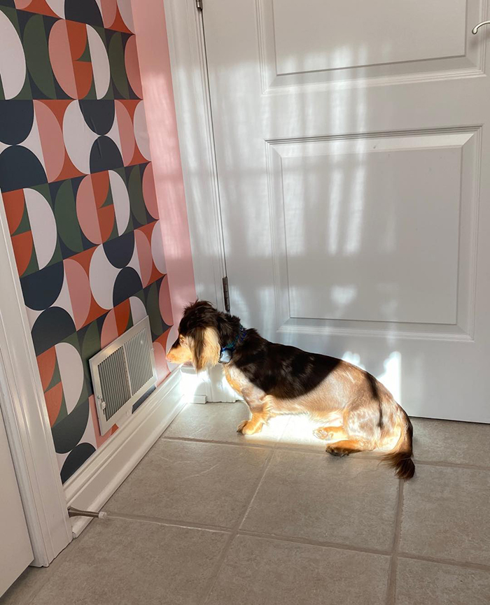 Lately I’ve been feeling like Winston. I want to find any sliver of sunshine to bask in (preferably in a corner) away from every other living being in my house and not lock eyes with anybody!