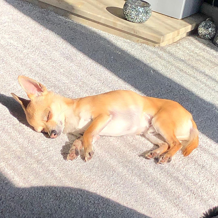 “It’s a little chilly out today so I’ll just bask here”