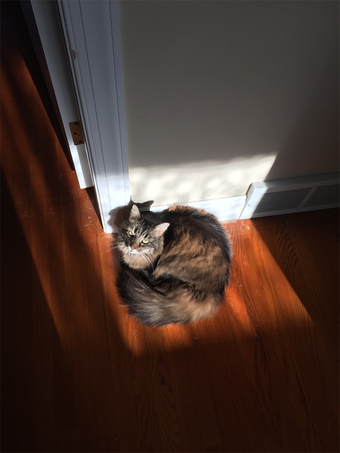 Fluff always finds the sun spots