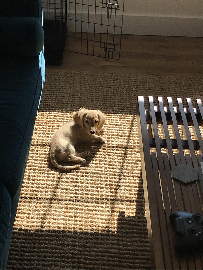 Birdy recharging in her favorite sun bathing spot