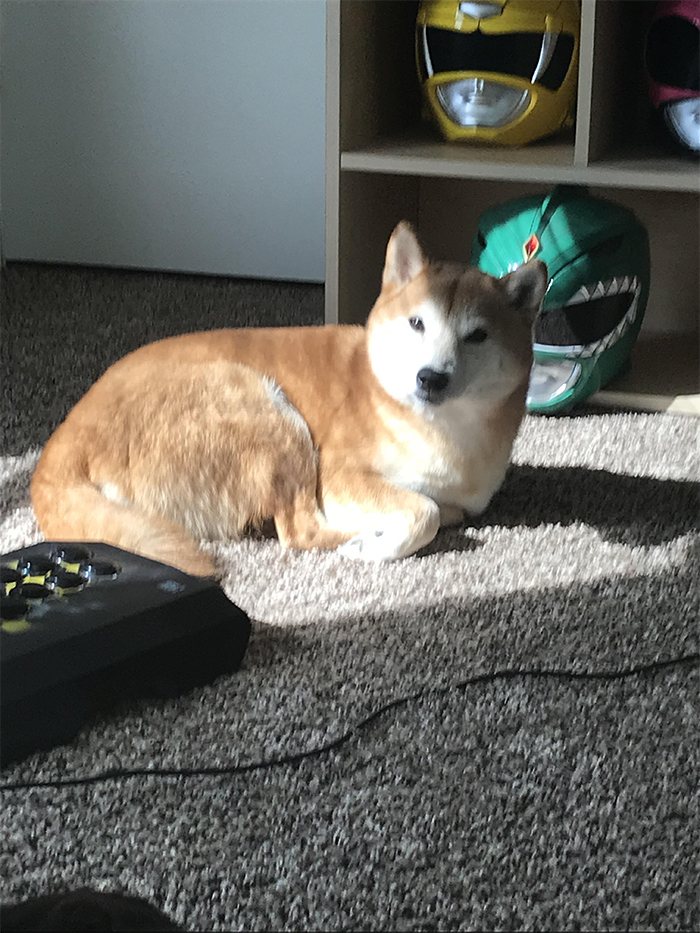 Any spot of sun that peaks into my game room, she'll bathe in