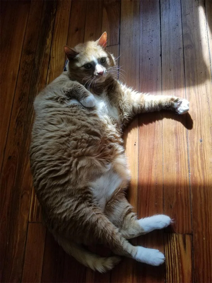 Morning sun bathing in her favorite spot