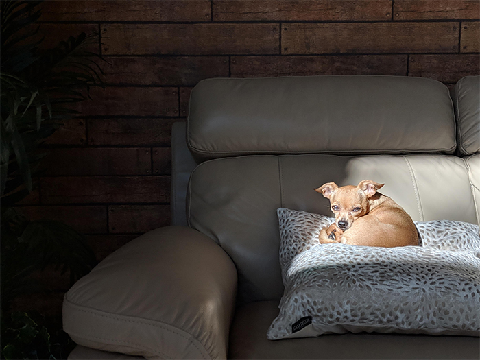 She always finds the best spot for sun bathing