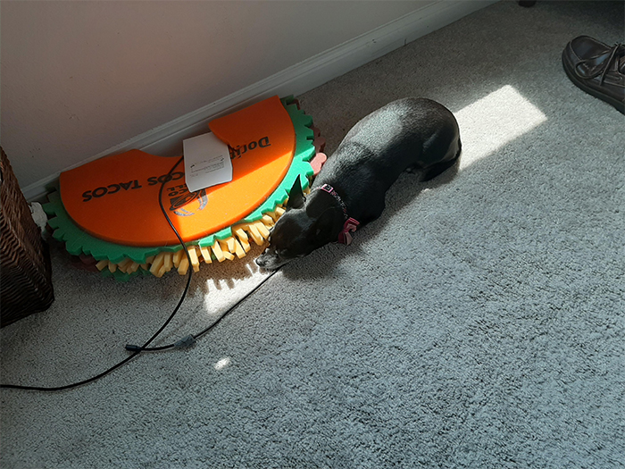 Desperately clinging to the last remaining sun spot in the room