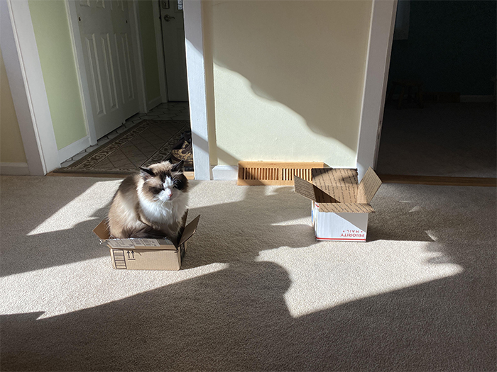 Sun spots and boxes, a boy’s best friend