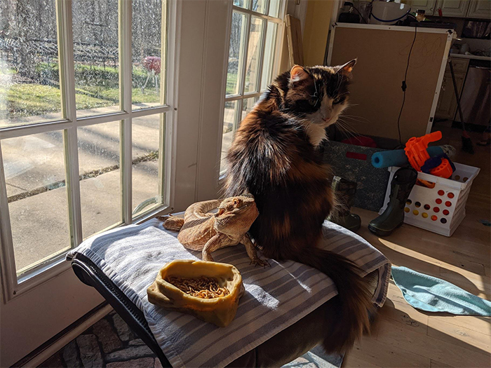 Draco and Dora sharing the sun spot this morning
