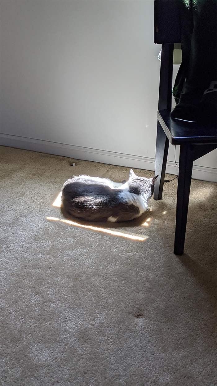 He found the only sunspot in my home office even though the downstairs living room is full of big sun spots