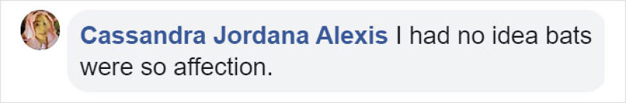 Video Shows Baby Bat Making Adorable Heart-Melting Squeaks While Being Petted