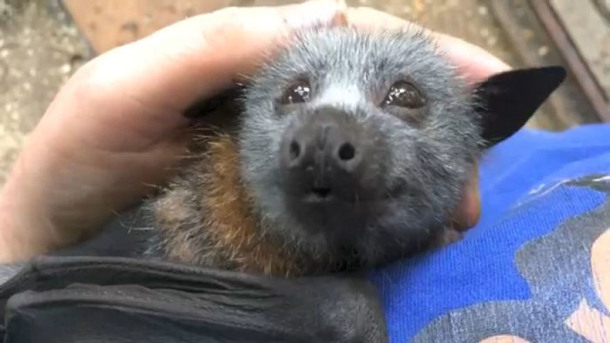 Video Shows Baby Bat Making Adorable Heart-Melting Squeaks While Being Petted Video Shows Baby Bat Making Adorable Heart-Melting Squeaks While Being Petted