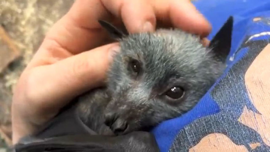 Video Shows Baby Bat Making Adorable Heart-Melting Squeaks While Being Petted