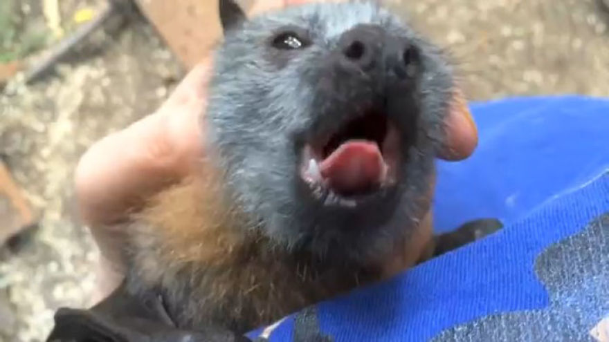 Video Shows Baby Bat Making Adorable Heart-Melting Squeaks While Being Petted Video Shows Baby Bat Making Adorable Heart-Melting Squeaks While Being Petted