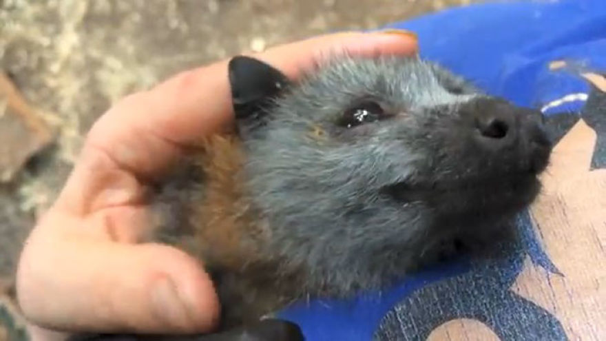 Video Shows Baby Bat Making Adorable Heart-Melting Squeaks While Being Petted Video Shows Baby Bat Making Adorable Heart-Melting Squeaks While Being Petted