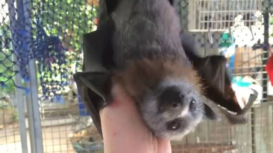 Video Shows Baby Bat Making Adorable Heart-Melting Squeaks While Being Petted Video Shows Baby Bat Making Adorable Heart-Melting Squeaks While Being Petted