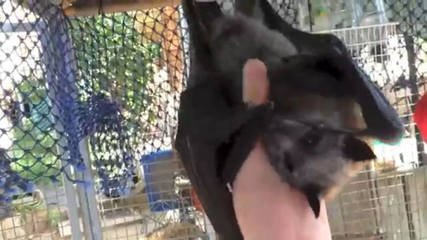 Video Shows Baby Bat Making Adorable Heart-Melting Squeaks While Being Petted Video Shows Baby Bat Making Adorable Heart-Melting Squeaks While Being Petted