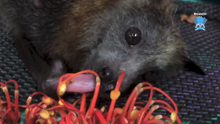 Video Shows Baby Bat Making Adorable Heart-Melting Squeaks While Being Petted