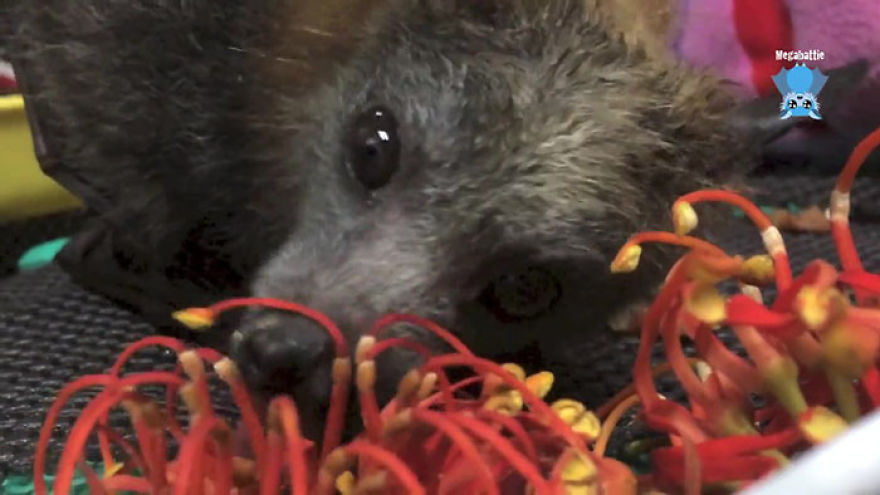 Video Shows Baby Bat Making Adorable Heart-Melting Squeaks While Being Petted