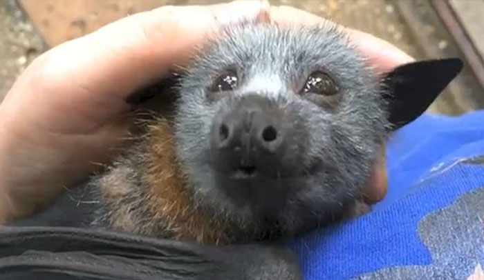 Video Shows Baby Bat Making Adorable Heart-Melting Squeaks While Being Petted