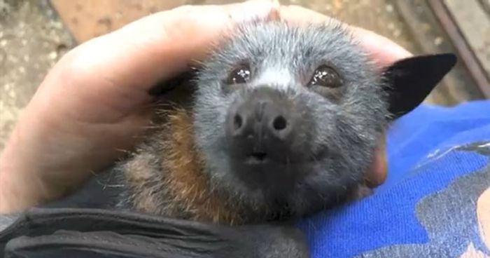 Video Shows Baby Bat Making Adorable Heart-Melting Squeaks While Being Petted