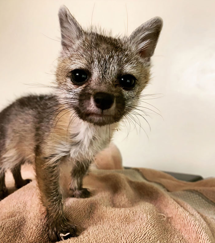 This Dehydrated Baby Fox Confused A Family's Dog For Its Mom And Followed Them Home, Got Rescued And Nursed Back To Health This Dehydrated Baby Fox Confused A Family's Dog For Its Mom And Followed Them Home, Got Rescued And Nursed Back To Health