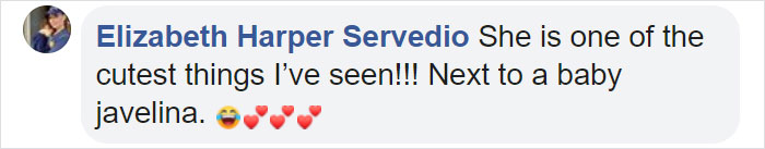 This Dehydrated Baby Fox Confused A Family's Dog For Its Mom And Followed Them Home, Got Rescued And Nursed Back To Health This Dehydrated Baby Fox Confused A Family's Dog For Its Mom And Followed Them Home, Got Rescued And Nursed Back To Health