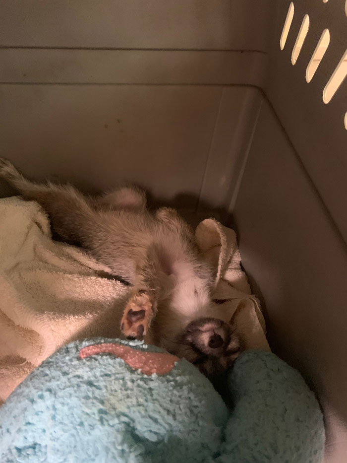 This Dehydrated Baby Fox Confused A Family's Dog For Its Mom And Followed Them Home, Got Rescued And Nursed Back To Health This Dehydrated Baby Fox Confused A Family's Dog For Its Mom And Followed Them Home, Got Rescued And Nursed Back To Health