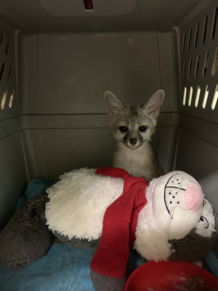 This Dehydrated Baby Fox Confused A Family's Dog For Its Mom And Followed Them Home, Got Rescued And Nursed Back To Health This Dehydrated Baby Fox Confused A Family's Dog For Its Mom And Followed Them Home, Got Rescued And Nursed Back To Health