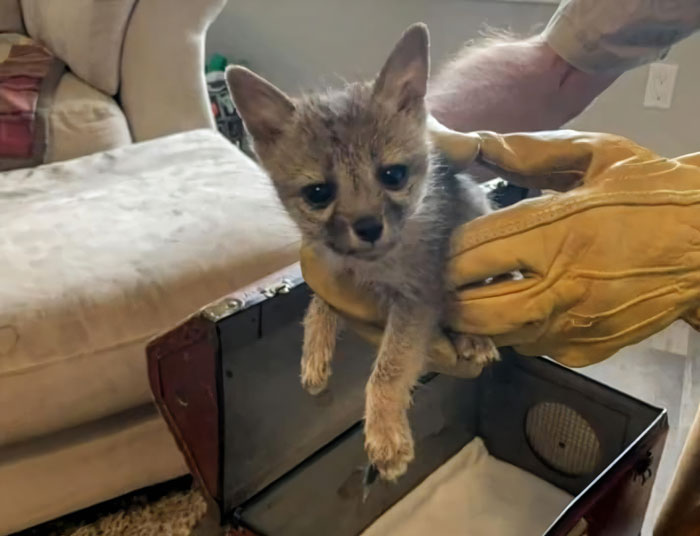 This Dehydrated Baby Fox Confused A Family's Dog For Its Mom And Followed Them Home, Got Rescued And Nursed Back To Health This Dehydrated Baby Fox Confused A Family's Dog For Its Mom And Followed Them Home, Got Rescued And Nursed Back To Health