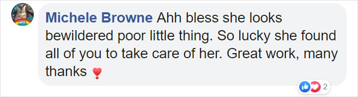 This Dehydrated Baby Fox Confused A Family's Dog For Its Mom And Followed Them Home, Got Rescued And Nursed Back To Health This Dehydrated Baby Fox Confused A Family's Dog For Its Mom And Followed Them Home, Got Rescued And Nursed Back To Health