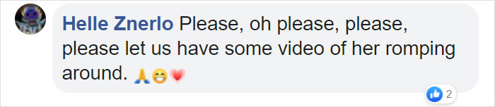 This Dehydrated Baby Fox Confused A Family's Dog For Its Mom And Followed Them Home, Got Rescued And Nursed Back To Health This Dehydrated Baby Fox Confused A Family's Dog For Its Mom And Followed Them Home, Got Rescued And Nursed Back To Health