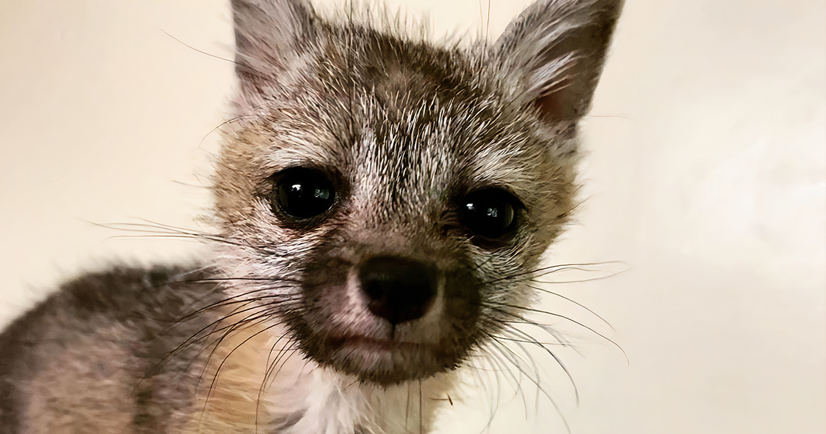 This Dehydrated Baby Fox Confused A Family’s Dog For Its Mom And Followed Them Home, Got Rescued And Nursed Back To Health