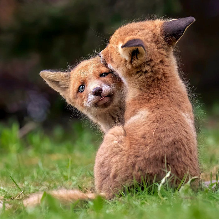 Finnish Photographer Captures Baby Animals Having Fun And Making Funny Expressions (30 Pics)