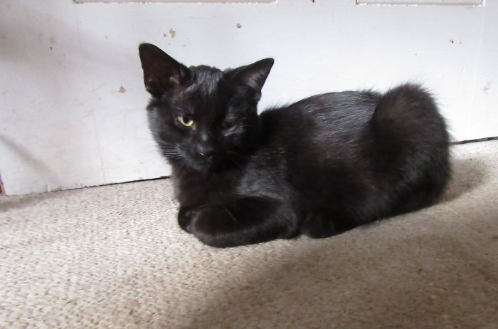 Four Month Old Frankie, A Few Days After We Adopted Him From A Local Rescue. He'd Had A Rough Start In Life, With A Coat Full Of Ringworm And Quite Possibly From A Feral Colony. I Had To Bath Him Every Day For A Few Weeks After, But The Ringworm Eventually Went Away. He's Now A Fungus Free Kitty, Sleek And Handsome. He Loves Boxes And Plays For Hours. He's So Happy, And I Love Him So Much :)