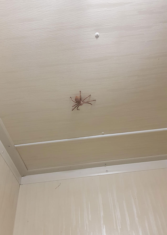 Sat Down To Take A S**t And I Look Up To Find This Lovely Guy