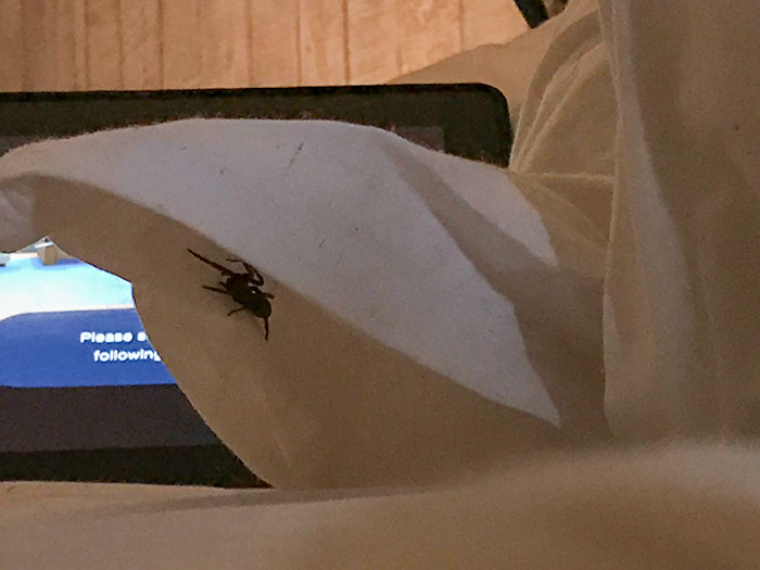 So I Rolled Over In Bed This Morning And Made A New Friend, About 2 Inches From My Face