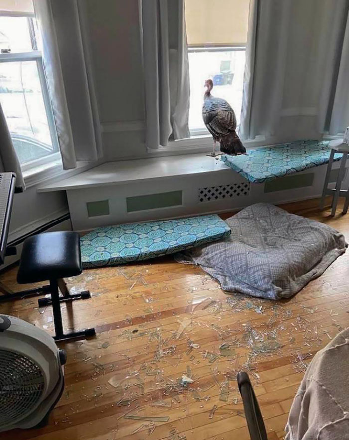 A Turkey Just Flew Through The Window Into My Friend’s House