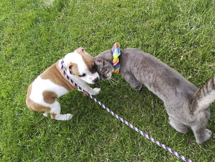 The Sad Goodbye Between Cat And Puppy Best Friends After Puppy Finds Forever Home