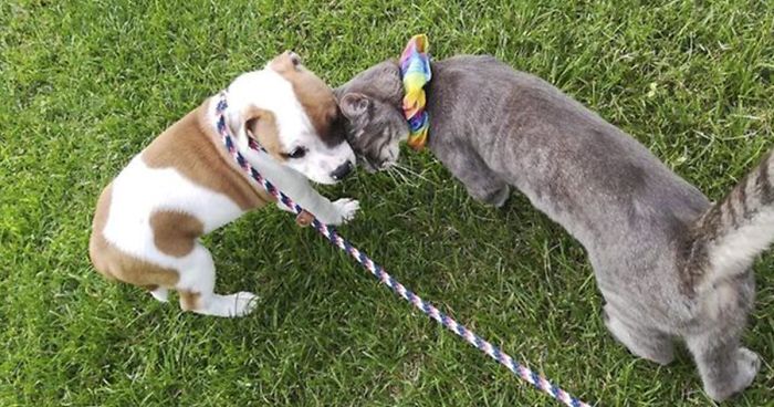 The Sad Goodbye Between Cat And Puppy Best Friends After Puppy Finds Forever Home
