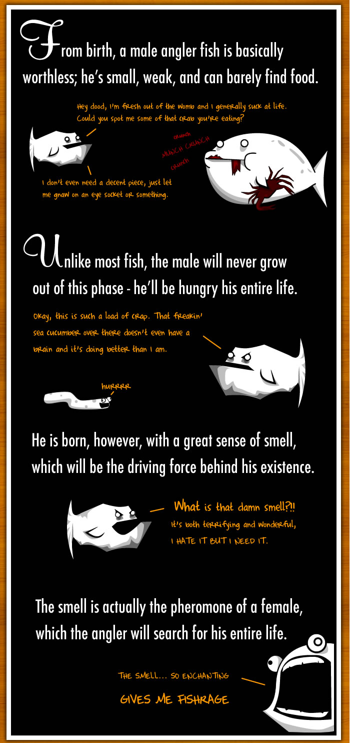 How The Male Angler Fish Gets Completely Screwed