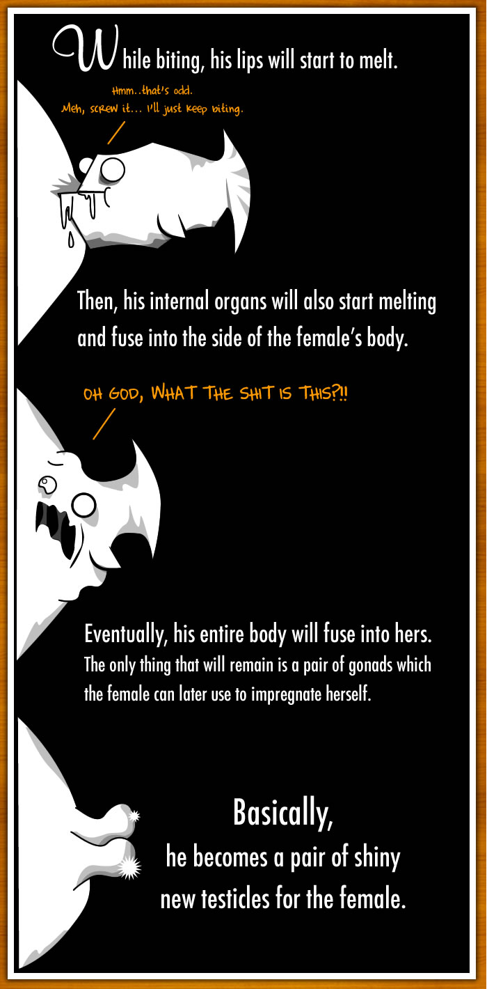 How The Male Angler Fish Gets Completely Screwed