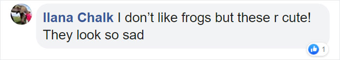 Comment on African Rain Frogs saying they look cute and sad.