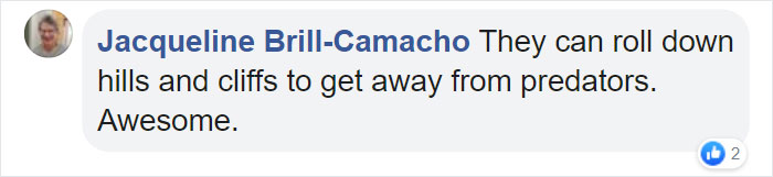 Comment about African rain frogs' defensive rolling ability with a positive response.