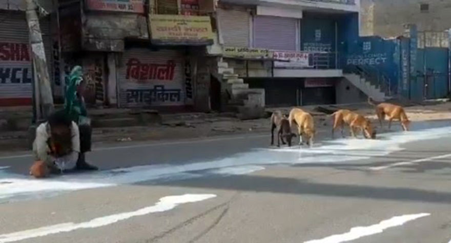 A Man Gathers Spilled Milk As Dogs Also Drink Nearby - The Impact Of Corona Virus