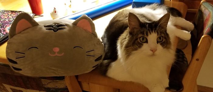 Geoffthekatt Is Uncertain About His New Acquaintance