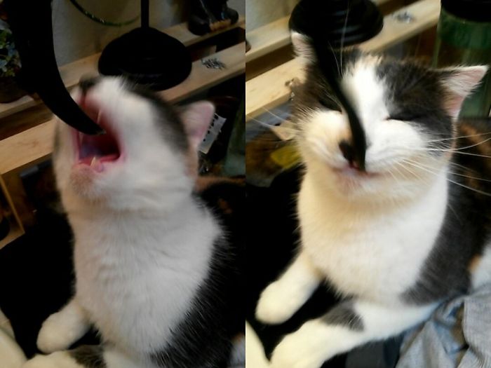 Penny Loves To Try & Eat My Wet Hair & Drink My Bathwater, She Is 100% A Goblin