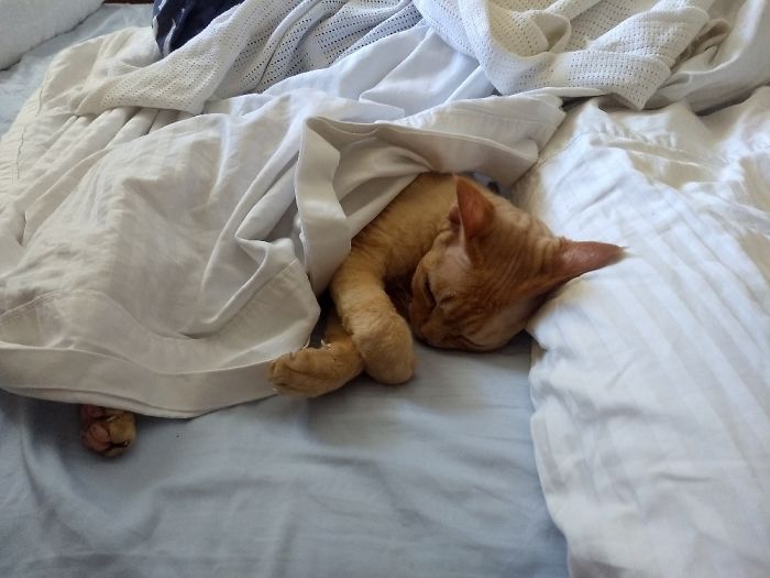 Sleeps Like A Hooman. Usually Next To His Hoomans