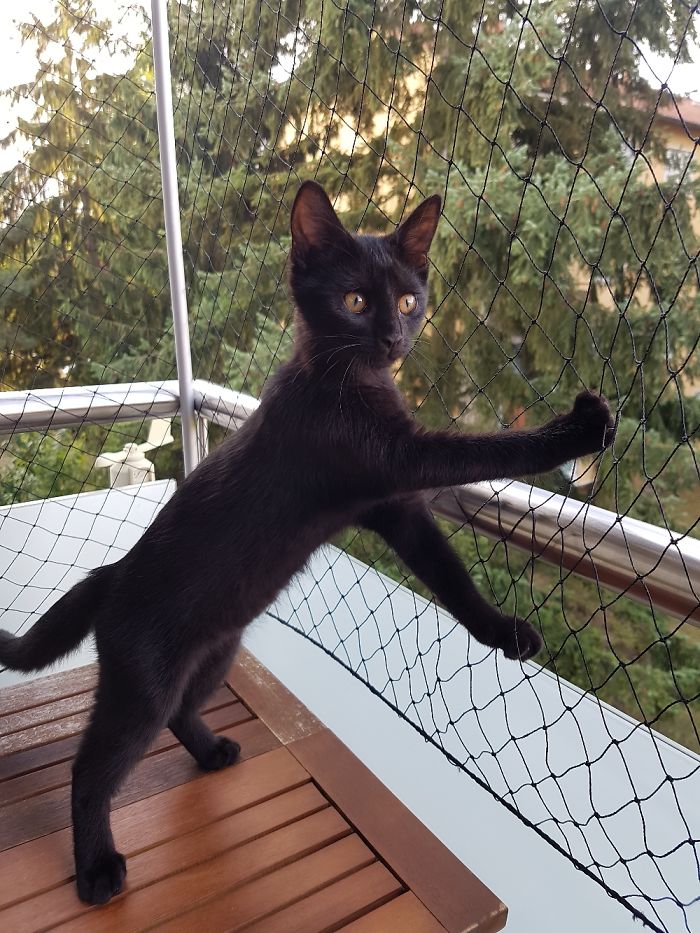 This Is Anny, Nobody Wanted Her Because Of Her Ataxia. We Fell In Love With Her Immediately!