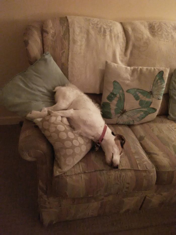 My Parsons Jack Russell Terrier Having Nap!! 😕