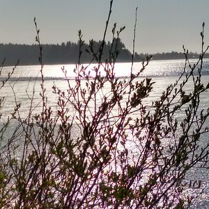 dorothyallison avatar