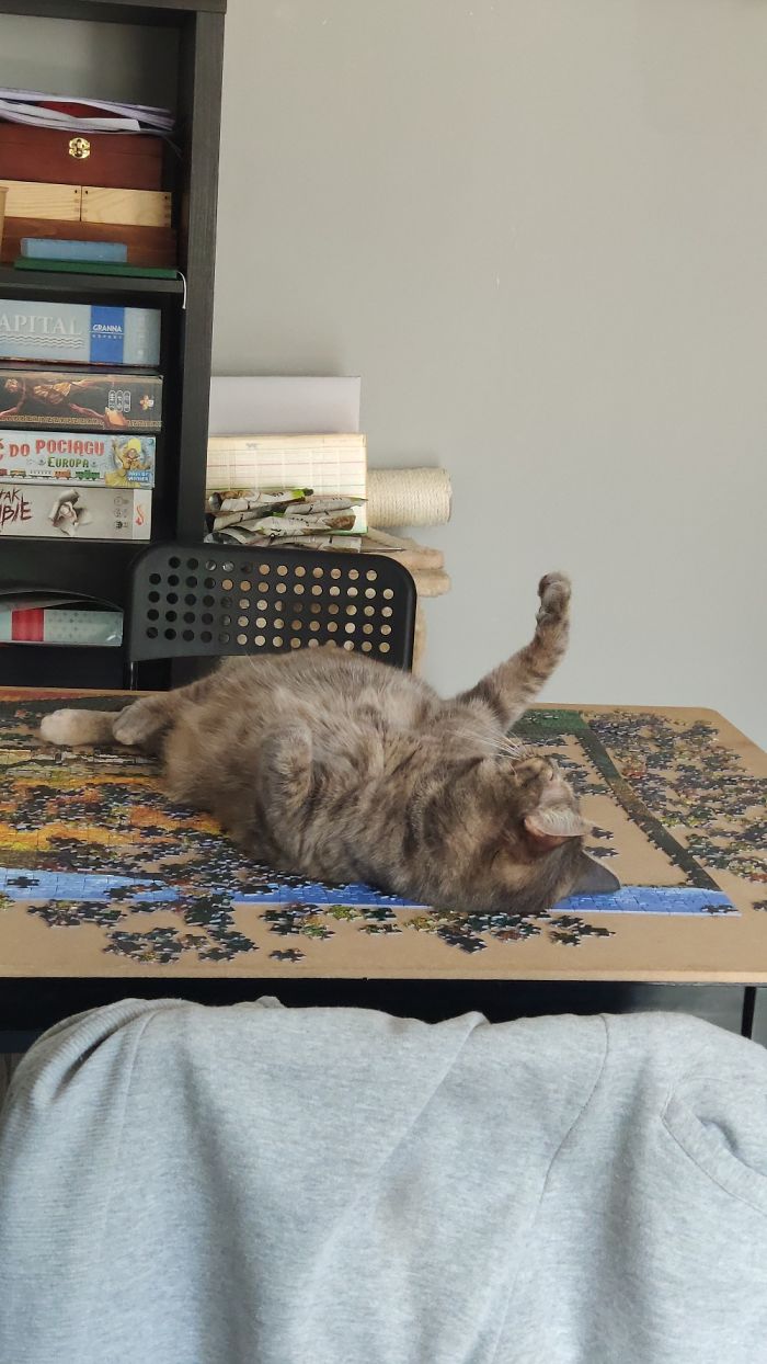 "What Do You Mean I Can Sleep On The Table? I'm Just Doing It!"